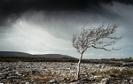 Spring Shower in The Burren, Co Clare