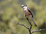 Masked Shrike