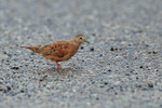Ruddy Ground-Dove portfolio