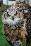 Bengal Eagle Owl Jasmine