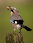 JAY