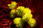 Flowers Set 12 - 08