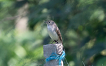 Tiger Flycatcher