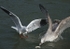 090917 SEAGULL06 IMG_7142