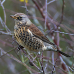 Fieldfare