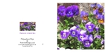 001 Pansies