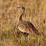 Black-bellied Bustard (Korhaan) portfolio