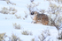 American Badger, Lamar Valley, Yellowstone National Park