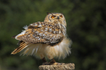 Eagle Owl