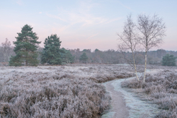 Path through frozen Heather