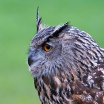 Eurasian Owl