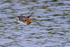 Snipe in flight at Otmoor