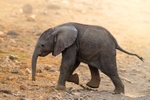 _84Y1136 Amboseli