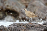 Whimbrel and sea spray, Chile