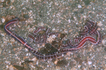 Tubulanus superbus