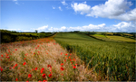 Poppyfields