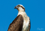 Osprey Perched 3