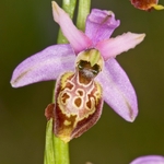 Tyrhennian Ophrys (Ophrys tyrrhena)