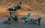 Glossy Starlings