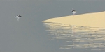 A mexeriqueira e o jacaré / The pied plover and the caiman