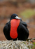 Magnificent Frigatebird 2