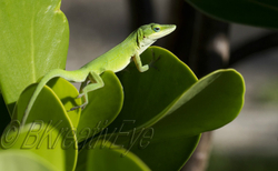 AnimalsCreatures 052