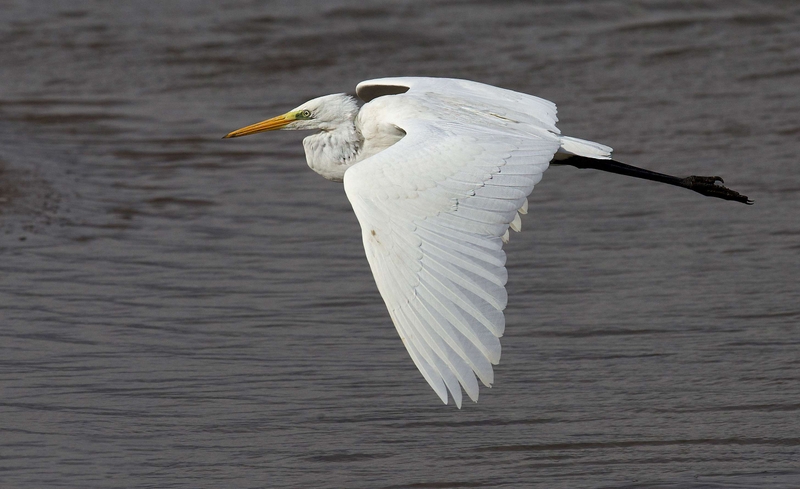 Great Egret - Dee Estuary - North Wales