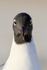 Laughing Gull head front view , Fort De Soto, Florida