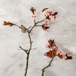 Snow in April