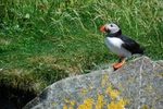 Puffin