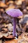 Amethyst Deceiver