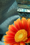 Flowers Set 07 - 26