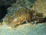 Antiopella cristata