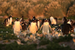 Gentoo Penguin colony near sunset, Sea Lion Island, Falklands