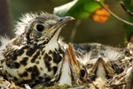 Mistle Thrush-juveniles