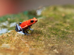 Strawberry Poison Frog, La Paz Waterfall Gardens, Costa Rica
