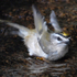 Golden-crowned Kinglet immature