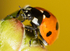 Seven Spot Ladybird
