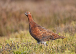 Red Grouse - Lagopus lagopus