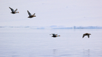 King Eiders flying over fjord, Spitsbergen, Svalbard