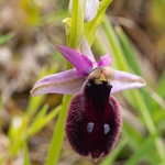 Ophrys x permutata Hybrid Ophrys....Ophrys argolica subsp. biscutella × Ophrys bertolonii subsp. bertoloniiformis 