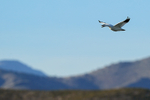 Snow Goose calling in flight, Bosque del Apache, New Mexico