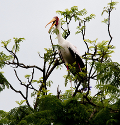 Tanzania Birds and Mammals portfolio