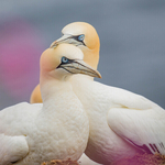 4 Gannet Bonding 4