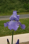 Iris 1003