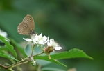 Ringlet