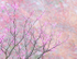 REDBUD IN BLOOM - NORFOLK COUNTY