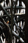American Pygmy Kingfisher, mangrove roots - Sierpe River, Costa Rica