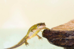 Newt