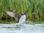 Long-tailed Duck (female) wing flap, Iceland